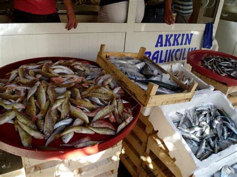 yalikavak fishing